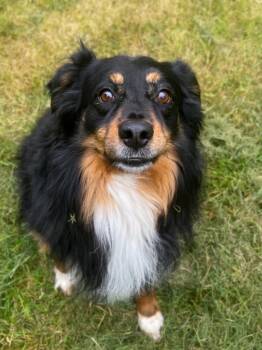 Australian Shepherd Dogs Available for Adoption in Vashon, Washington - Uno | PetCurious