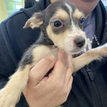 Bubbles -  Terrier and Mixed Breed Dog for Adoption in Lynchburg, Virginia - Bubbles | PetCurious