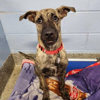 Jetson -  Shepherd and Mixed Breed Dog for Adoption in Falls Church, Virginia - Jetson | PetCurious