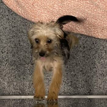 Miss Magnitude -  Yorkshire Terrier Dog for Adoption in North Battleford, Saskatchewan - Miss Magnitude | PetCurious