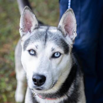 Husky and Mixed Breed Dogs Available for Adoption in Memphis, Tennessee - RADAR-30212 | PetCurious