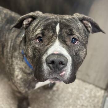 Bibble -  American Bulldog and Mixed Breed Dog for Adoption in Kanab, Utah - Bibble | PetCurious