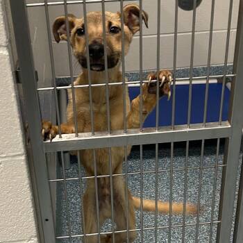 WHATZIT -  Mixed Breed Dog Available for Adoption in Greensboro, North Carolina - WHATZIT | PetCurious