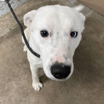 Australian Shepherd and Husky Dogs Available for Adoption in Eureka Springs, Arkansas - Casper | PetCurious