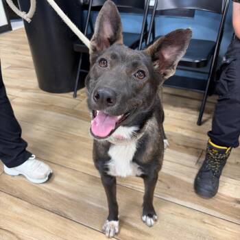 Prada -  Mixed Breed Dog for Adoption in Newark, New Jersey - Prada | PetCurious