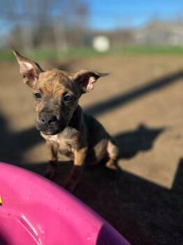 Pit Bull Terrier and Chihuahua Dogs Available for Adoption in Peru, New York - Molly **COURTESY LISTING** | PetCurious