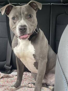 Boxer and Mixed Breed Dogs Available for Adoption in Omaha, Nebraska - EPAULLETTE SHARK | PetCurious