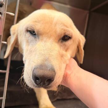 Sully -  Labrador Retriever Dog Available for Adoption in Indianapolis, Indiana - Sully | PetCurious
