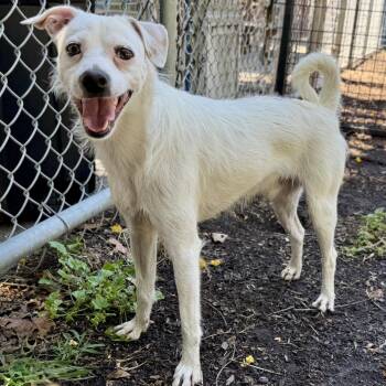 Dude -  Terrier Dog for Adoption in Oakland, California - Dude | PetCurious
