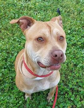 American Staffordshire Terrier and Mixed Breed Dogs Available for Adoption - VIVIAN | PetCurious