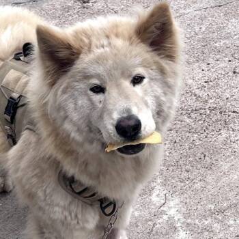 Chow Chow Dogs Available for Adoption in Pearland, Texas - Sunny | PetCurious