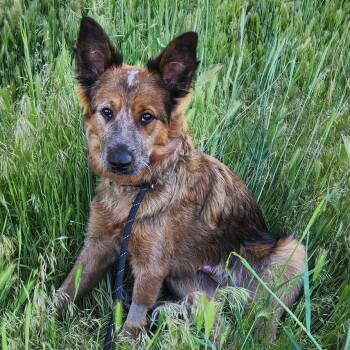 Max -  Cattle Dog Dog for Adoption in Idaho Falls, Idaho - Max | PetCurious