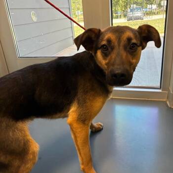 Dale -  German Shepherd Dog and Mixed Breed Dog for Adoption in Greensboro, North Carolina - Dale | PetCurious