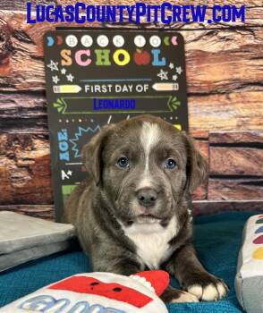 Leonardo -  American Staffordshire Terrier and Pit Bull Terrier Dog for Adoption in Toledo, Ohio - Leonardo | PetCurious