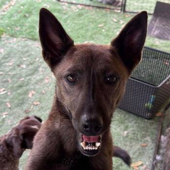 Belgian Shepherd Malinois and Mixed Breed Dogs Available for Adoption - Delo | PetCurious