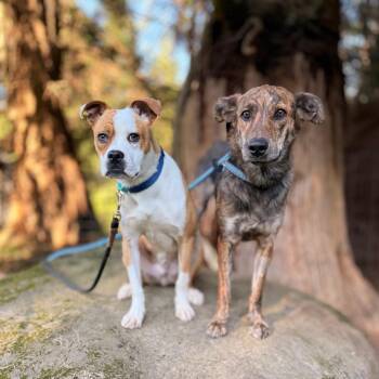 Terrier Dogs Available for Adoption in Bellingham, Washington - Herb | PetCurious