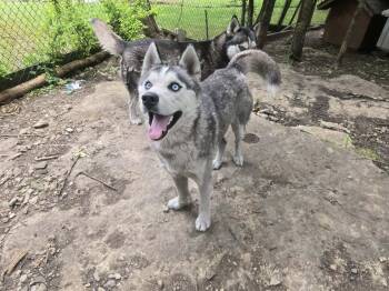 Solovino -  Husky Dog for Adoption in Zuni, Virginia - Solovino | PetCurious