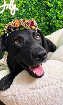 Macarena -  Black Labrador Retriever and Terrier Dog for Adoption in Lucas, Texas - Macarena | PetCurious
