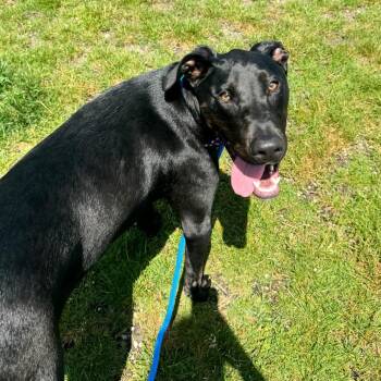 Martin -  Doberman Pinscher and Mixed Breed Dog for Adoption in Fort Wayne, Indiana - Martin | PetCurious