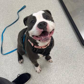 Pit Bull Terrier Dogs Available for Adoption - Thor | PetCurious