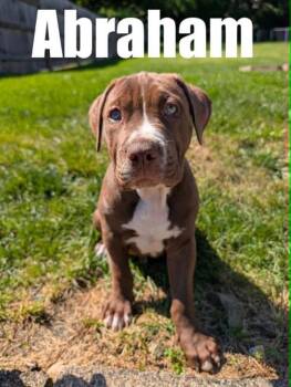 Abraham -  Pit Bull Terrier and Labrador Retriever Dog for Adoption in Harrison City, Pennsylvania - Abraham | PetCurious