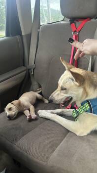 Giuseppe -  American Staffordshire Terrier Dog for Adoption in Humacao, Humacao - Giuseppe | PetCurious