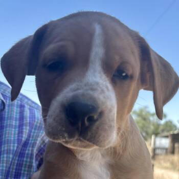 Snickers -  Labrador Retriever and Hound Dog for Adoption in Kim, Colorado - Snickers | PetCurious