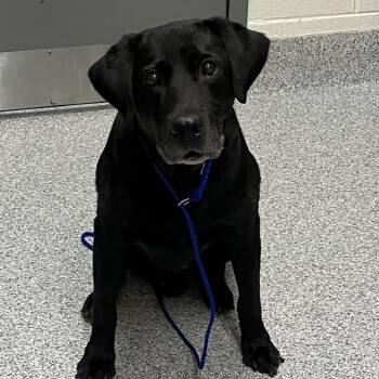 T-Bone -  Labrador Retriever Dog for Adoption in Grand Rapids, Michigan - T-Bone | PetCurious