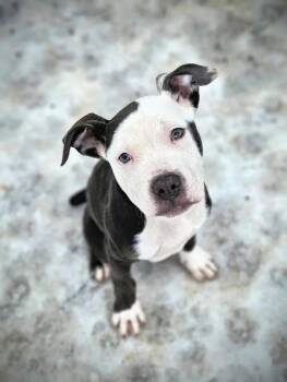 Pit Bull Terrier and Boxer Dogs Available for Adoption - Glen | PetCurious