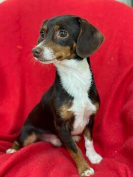 Chiweenie Dogs Available for Adoption in Marshall, Texas - Fudge | PetCurious