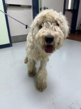 Crispin -  Standard Poodle and Golden Retriever Dog for Adoption in Savannah, Georgia - Crispin | PetCurious