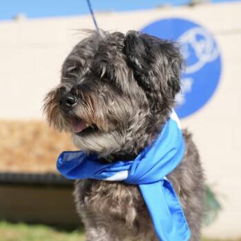 WIZARD -  Schnauzer and Mixed Breed Dog for Adoption in Waterford, New Jersey - WIZARD | PetCurious