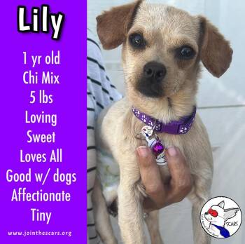 Rescue Chihuahua Dogs for Adoption in Glendora, California - Lily | PetCurious