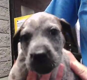 Australian Cattle Dog Blue Heeler and German Shepherd Dog Dogs Available for Adoption in Tulsa, Oklahoma - LANTZ | PetCurious
