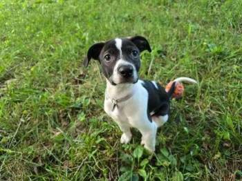 Soupy -  Terrier Dog Available for Adoption in Candler, North Carolina - Soupy | PetCurious