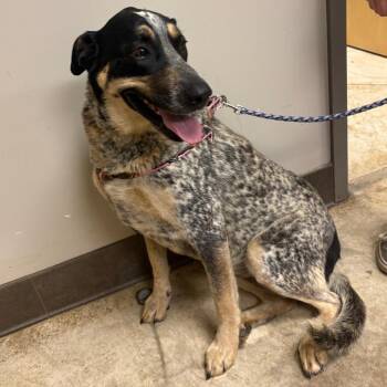 Dalia -  Australian Cattle Dog Blue Heeler and Mixed Breed Dog for Adoption in West Point, Mississippi - Dalia | PetCurious