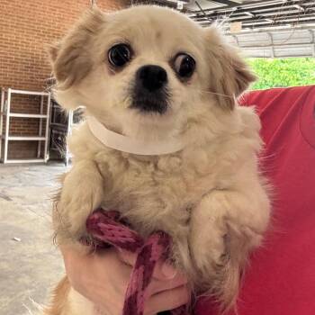 Marietta -  Pekingese Dog for Adoption in Birmingham, Alabama - Marietta | PetCurious
