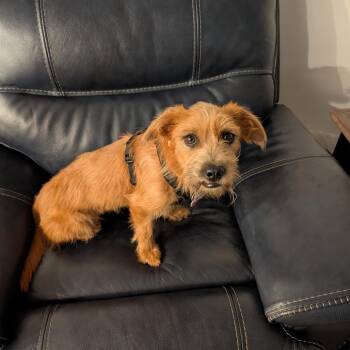 Ebony -  Terrier Dog for Adoption in Wake Forest, North Carolina - Ebony | PetCurious