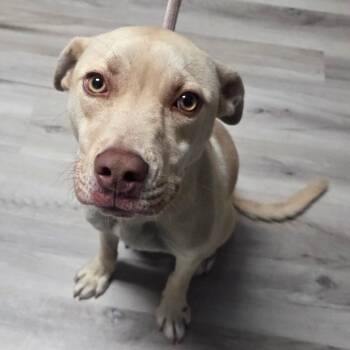 Rescue Mixed Breed and Yellow Labrador Retriever Dogs for Adoption in St. Louis, Missouri - Octavius | PetCurious