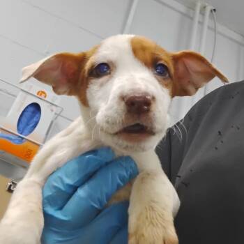 Mixed Breed Dogs Available for Adoption - Missy E | PetCurious