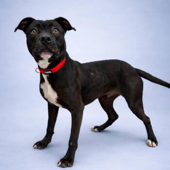 Terrier Dogs Available for Adoption - Fern | PetCurious