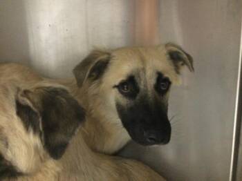 BLAZE -  Terrier and Mixed Breed Dog for Adoption in Thousand Palms, California - BLAZE | PetCurious