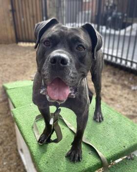 Mastiff and Mixed Breed Dogs Available for Adoption - Onyx | PetCurious