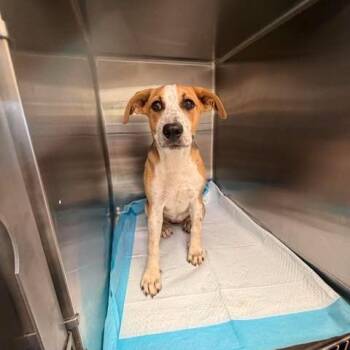 Lola 26-08-022 -  Beagle and Mixed Breed Dog for Adoption in Bastrop, Texas - Lola 26-08-022 | PetCurious