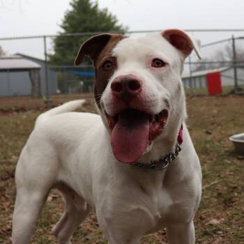 Rescue Pit Bull Terrier and Mixed Breed Dogs for Adoption in Springfield, Illinois - Atlas | PetCurious