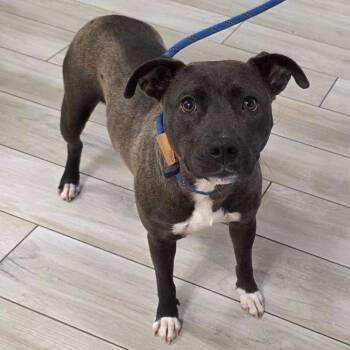 Pit Bull Terrier Dogs Available for Adoption in Chatham, Virginia - Bonita | PetCurious