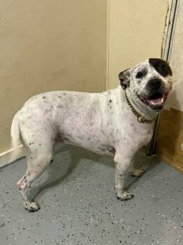 Rescue Pit Bull Terrier Dogs for Adoption in Rutherfordton, North Carolina - Eleanor | PetCurious