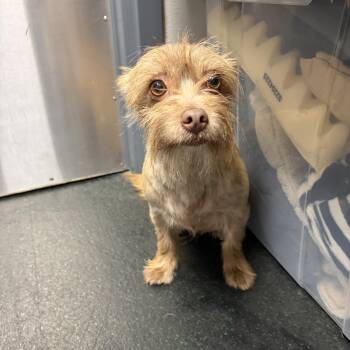 Ray Ray — A Gentle Soul Ready for His Second Chance -  Cairn Terrier and Norfolk Terrier Dog for Adoption in Houston, Texas - Ray Ray — A Gentle Soul Ready For His Second Chance | PetCurious