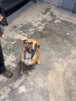 DYLAN -  Rhodesian Ridgeback and Mixed Breed Dog for Adoption in Tallahassee, Florida - DYLAN | PetCurious