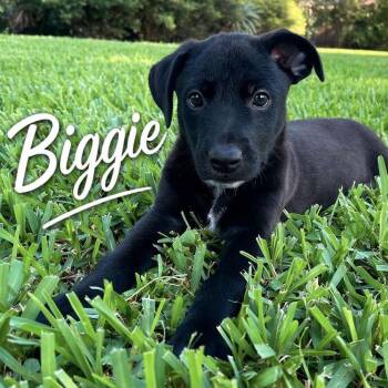 Biggie P46582 -  Mixed Breed Dog for Adoption in Corsicana, Texas - Biggie P46582 | PetCurious